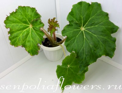 Бегония Криспа Begonia manicata 'Crispa' 